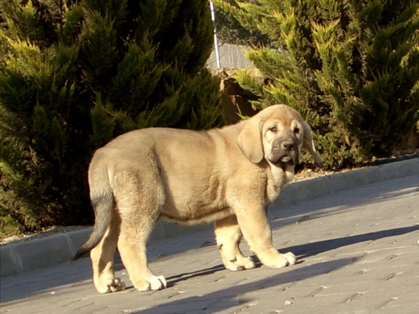 Piyayo De Pizarra (68 dias)
Moroco de Fuente Mimbre X Bruja de Fuente Mimbre
Keywords: Fuente Mimbre De Pizarra