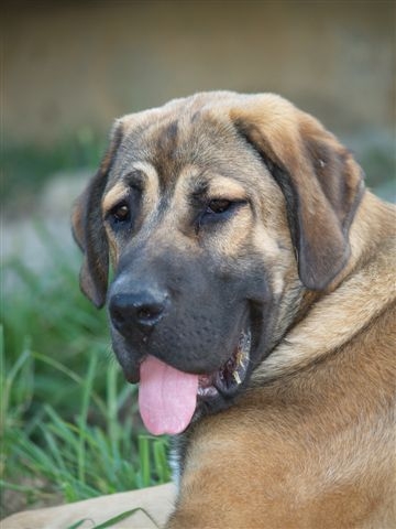 Arrasar Temudzin (Ambra Angmus x Agassi Sentinel) -  6 month old
Keywords: head portrait cabeza temudzin