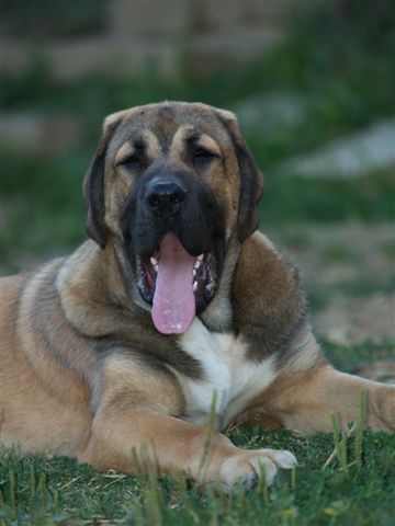 Arrasar Temudzin (Ambra Angmus x Agassi Sentinel) -  6 month old
Keywords: puppyslovac puppy cachorro temudzin