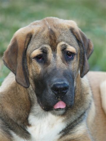 Arrasar Temudzin (Ambra Angmus x Agassi Sentinel) -  6 month old
Keywords: head portrait cabeza temudzin