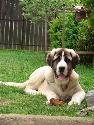 Aslan del Rey Temudzin
Puppy 
Keywords: puppyslovac puppy cachorro temudzin