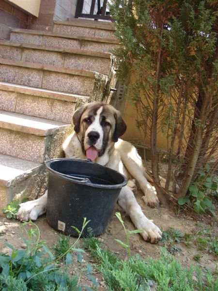 Aslan del Rey Temudzin (Agassi Sentinel x Ambra Angmus)
Keywords: temudzin