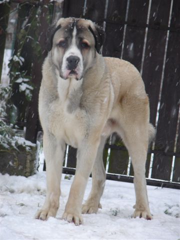 Aslan in winter
Keywords: temudzin