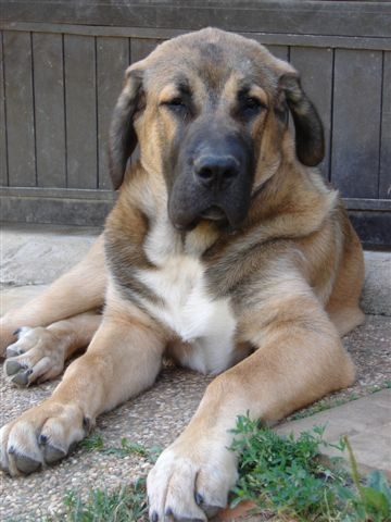 Arrasar Temudzin
Keywords: puppyslovac puppy cachorro temudzin