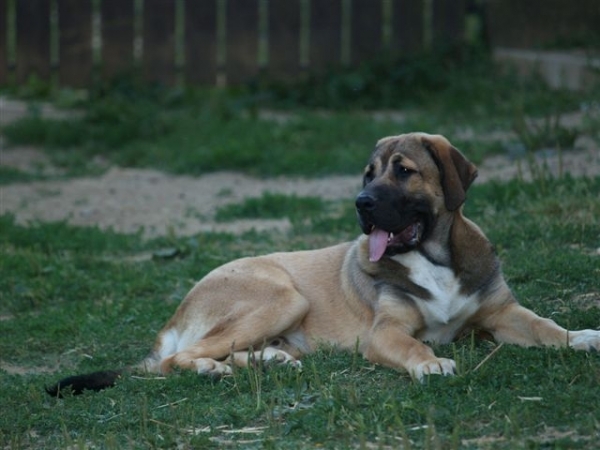 Arrasar Temudzin (Ambra Angmus x Agassi Sentinel) -  6 month old
Anahtar kelimeler: puppyslovac puppy cachorro temudzin