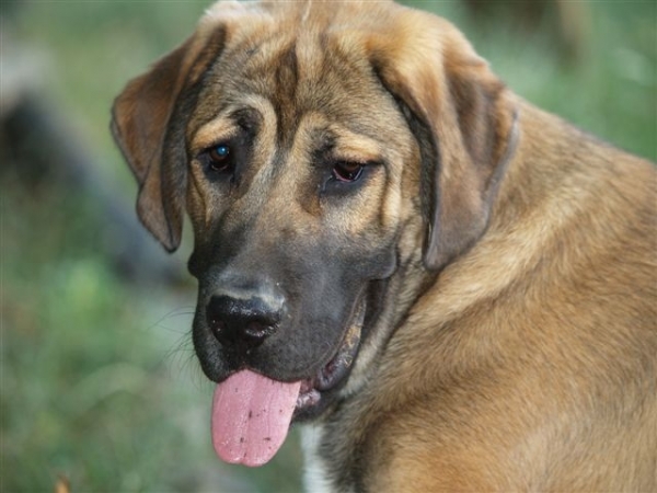 Arrasar Temudzin (Ambra Angmus x Agassi Sentinel) -  6 month old
Keywords: head portrait cabeza temudzin