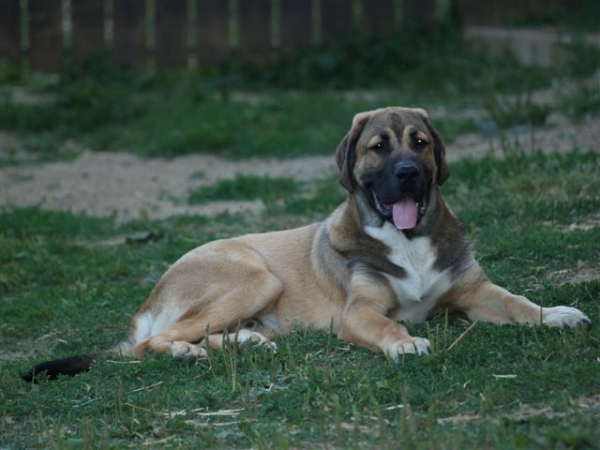 Arrasar Temudzin (Ambra Angmus x Agassi Sentinel) -  6 month old
Keywords: puppyslovac puppy cachorro temudzin