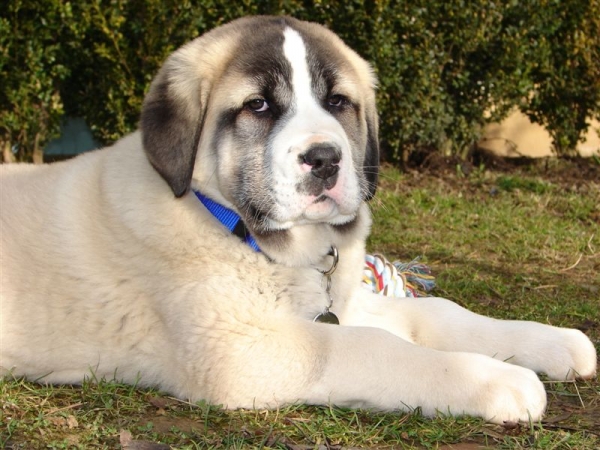 Aslan del Rey Temudzin
Keywords: puppyslovac puppy cachorro temudzin