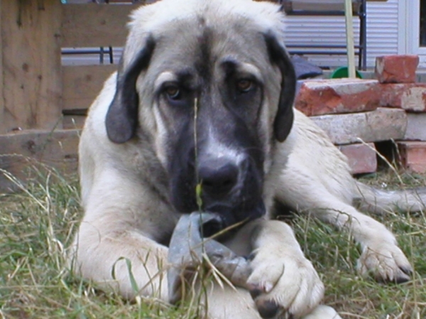 Alcazar Temudzin (Agassi Sentinel x Ambra Angmus)
Keywords: temudzin