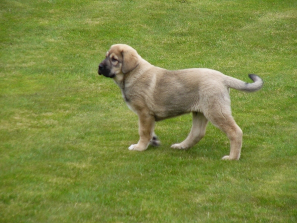 ARAND DUERO TEMUDZIN
Keywords: puppyslovac puppy cachorro temudzin