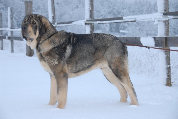 Sorolla de Agostadero
14 months old
Keywords: snow nieve