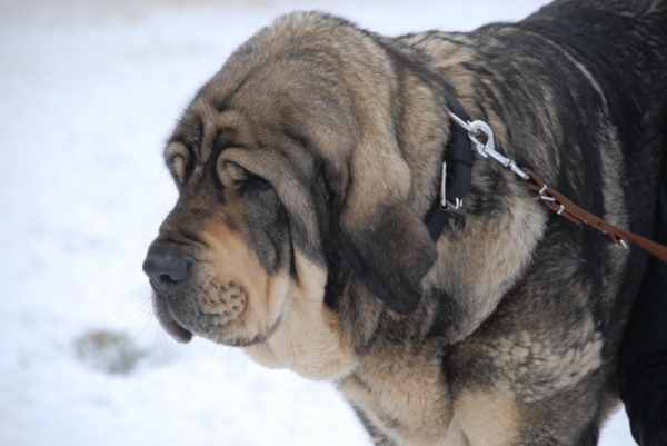 Sorolla de Agostadero
14 months old
Keywords: snow nieve head portrait cabeza