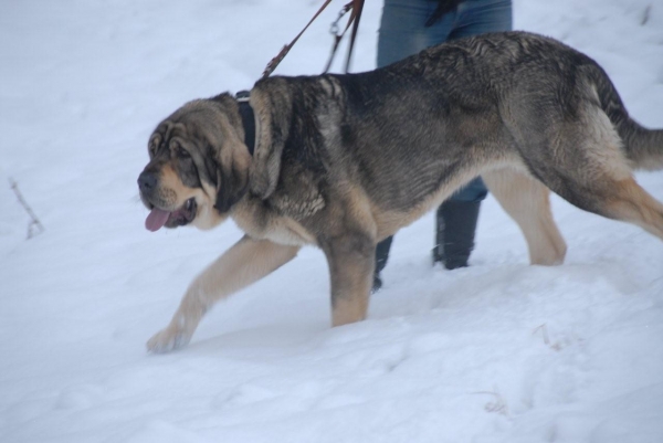 Sorolla de Agostadero
14 months old
Keywords: snow nieve