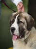 Filename=Aslan.JPG
Filesize=72KiB
Dimensions=360x480
Date added=%706 %26, %2006 Aslan.JPG