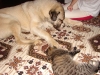 Filename=DSC02219.JPG
Filesize=131KiB
Dimensions=800x600
Date added=%441 %05, %2007 DSC02219.JPG