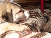 Filename=DSC02222.JPG
Filesize=130KiB
Dimensions=800x600
Date added=%440 %05, %2007 DSC02222.JPG