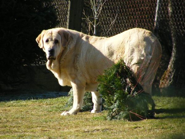 Ch.Clea z Kraje Sokolu - 9 years
Charly De Valdejera x Aylen z Kraje Sokolu
