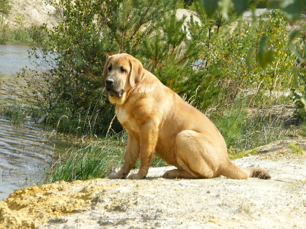 Kayla z Kraje Sokolu 
Amigo Zeus Bis Mastibe x Feimi z Kraje Sokolu
