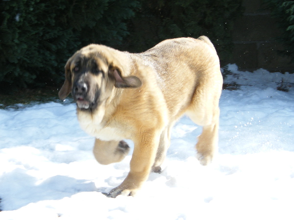 Layla z Kraje Sokolu - 4 months
Ich.Basil Mastifland x Chanel Zaark Mastibe
