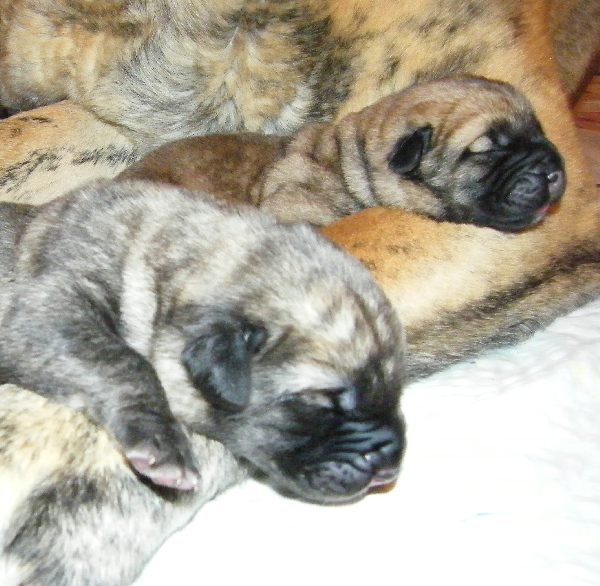 Puppies from Z Kraje Sokolu
Basil Mastifland x Chanel Zaark Mastibe
