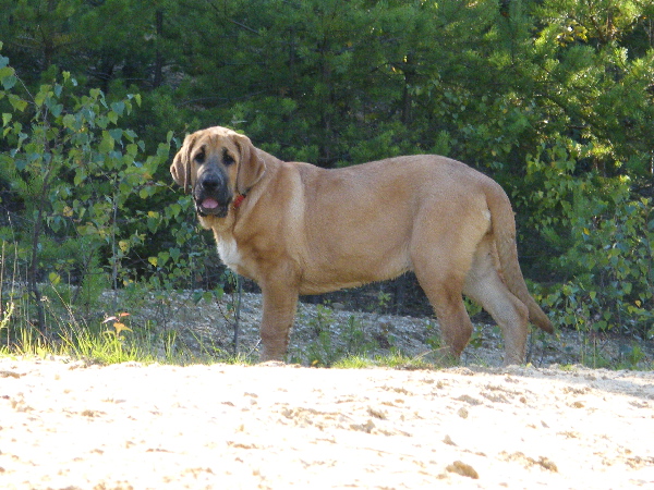 Kayla z Kraje Sokolu - 4 months
Feimi z Kraje Sokolu x Amigo Zeus Bis Mastibe
