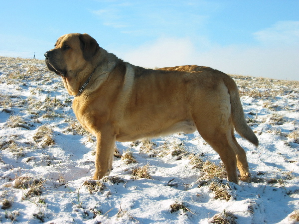 Churchill z Kraje Sokolu
Feimi z Kraje Sokolu x Amigo Zeus Bis Mastibe
Keywords: snow nieve