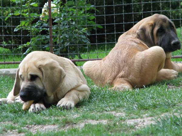 Chanel & Chelsea z Kraje Sokolu
(Amigo Zeus Bis Mastibe X Feimi z Kraje Sokolu)
Born: 14.05.2008
Keywords: sokol