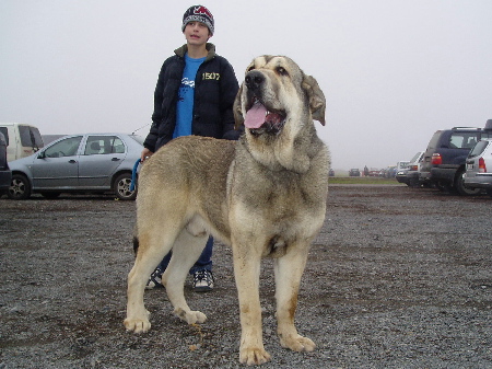 Freon z Kraje Sokolu 9,5 months old
Sultan x Aylen z Kraje Sokolu 
Born: 31.01.2006
Keywords: sokolu
