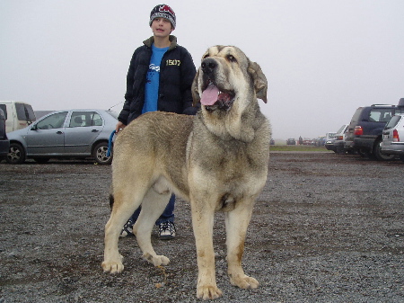 Freon z Kraje Sokolu 9,5 months old
Sultan x Aylen z Kraje Sokolu 
Born: 31.01.2006
Keywords: sokolu