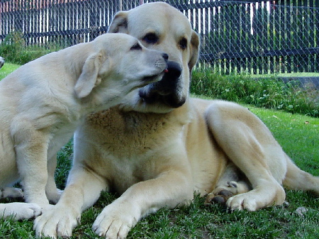 Gia z Kraje Sokolu x Sultan
Ch. Clea z Kraje Sokolu x Ch.Sultan
Keywords: sokol