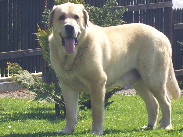 Ch.Cz,Pl - Sultan 2 years old
Princes De Vega De Alvares x Ordono
Keywords: sokolu