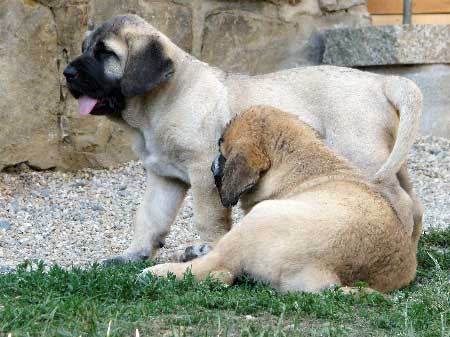 Charon & Chiwas z Kraje Sokolu
Amigo Zeus Bis Mastibe X Feimi z Kraje Sokolu
Born: 14.05.2008 
Keywords: sokol