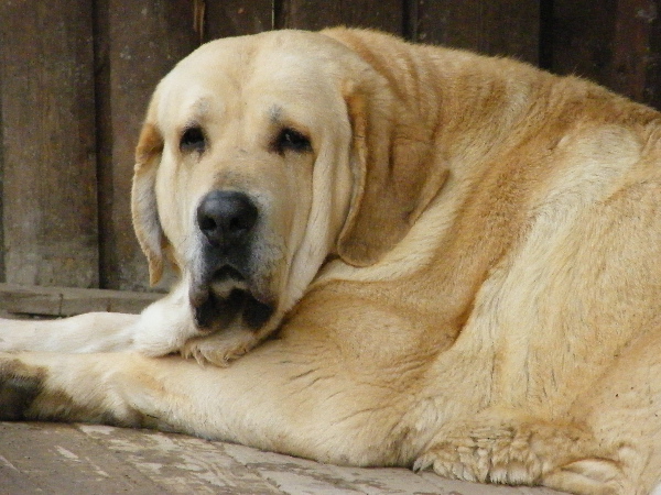 Clea z Kraje Sokolu - 7,5years
Charly de Valdejera x Ch. Aylen z Kraje Sokolu
