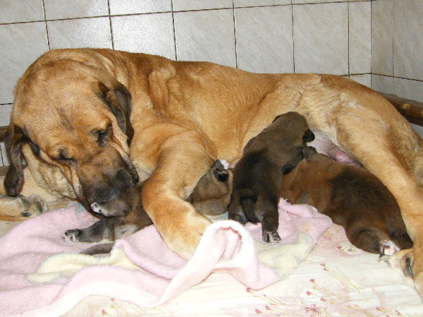 Z Kraje Sokolu (litter/camada) 
Neron de Laciana x Feimi z Kraje Sokolu
09.03.2009
Males - Machos: 3

