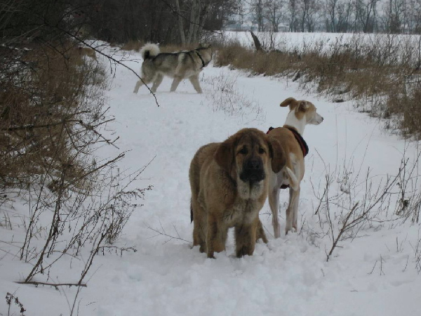 Jumbo z Kraje sokolu
