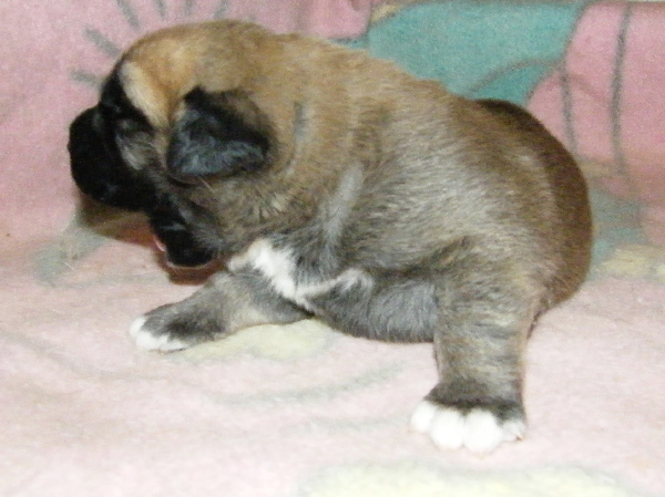 Z Kraje Sokolu (litter/camada) - Puppies 2 weeks old
Z Kraje Sokolu (litter/camada)  
Neron de Laciana x Feimi z Kraje Sokolu
09.03.2009
Males - Machos: 3 

