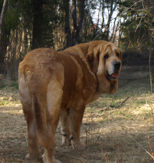 Ch.Elton z Kraje Sokolu - 5 years - ( *1.7.1999 ) - son Aylen.
ICh. Enamorado Ernesto Mastibe x Ch. Aylen z Kraje sokolu

