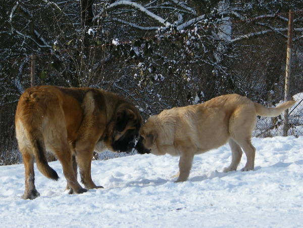 Aragon + Happy
Aragon vom Eisinger Land 2years , Happy del Dharmapuri 4months
