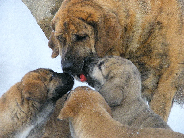 Chanel with babys - Litter L
Basil Mastifland - Chanel Zaark Mastibe


