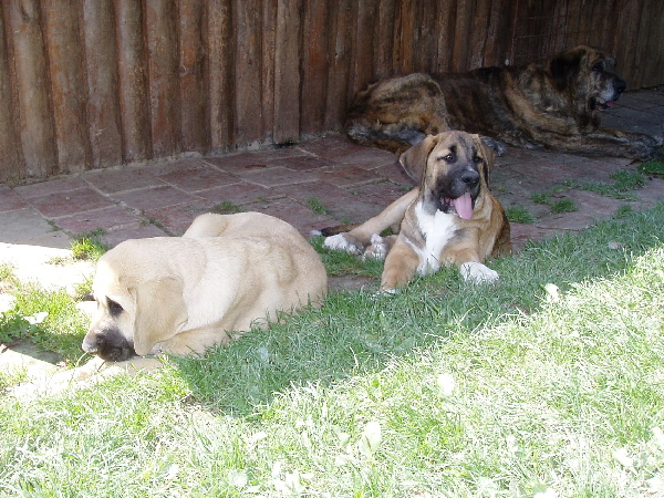 Cherrie & Chanel z Kraje Sokolu
(Amigo Zeus Bis Mastibe X Feimi z Kraje Sokolu)
Born: 14.05.2008
Keywords: sokol