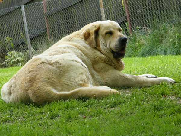 Ch.Clea z Kraje Sokolu - 7,5 years
Ch.Aylen z Kraje Sokolu x Charly De Valdejera
