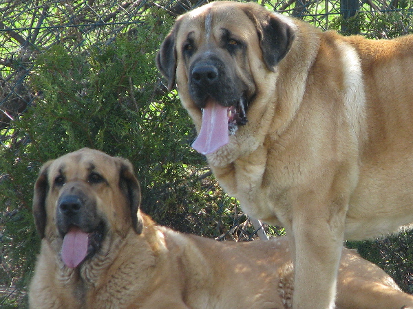 Feimi z Kraje Sokolu & Amigo Zeus Bis Mastibe 
Feimi z Kraje Sokolu: ( ICH.,CH.CZ,PL,SK,A  - Sultan x CH. Aylen z Kraje Sokolu )
Amigo Zeus Bis Mastibe: ( ICH.,CH. Enamorado Ernesto Mastibe x ICH,CH.CZ,SK,PL,A Feya Mastibe)



Keywords: sokol