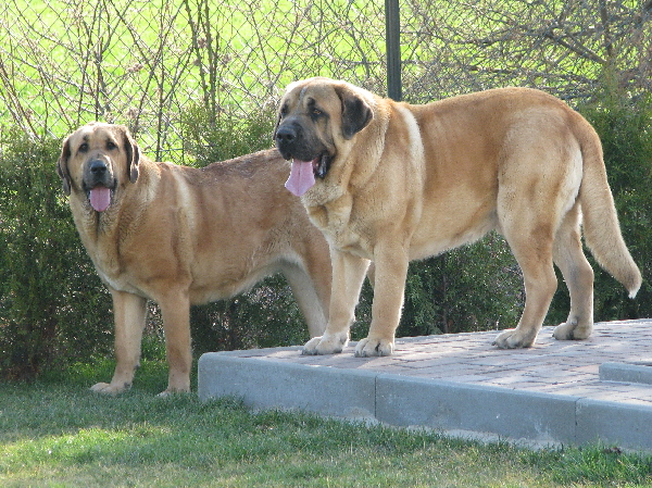 Feimi z Kraje Sokolu & Amigo Zeus Bis Mastibe 
Feimi z Kraje Sokolu: ( ICH.,CH.CZ,PL,SK,A - Sultan x CH. Aylen z Kraje Sokolu )
Amigo Zeus Bis Mastibe: ( ICH.,CH. - Enamorado Ernesto Mastibe x ICH,CH.CZ,SK,PL,A - Feya Mastibe )

Keywords: sokol