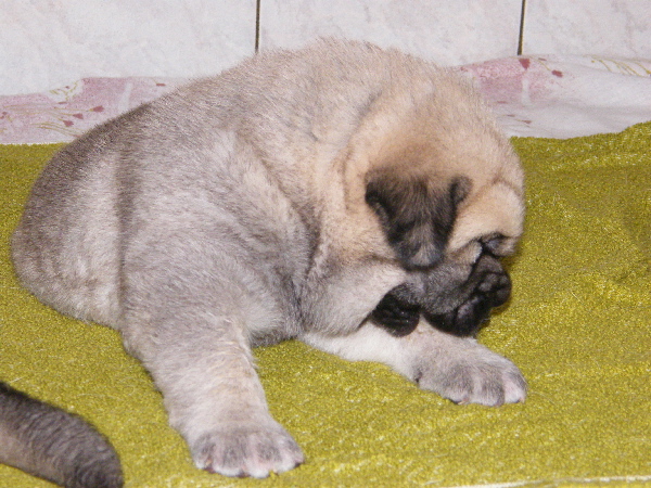 Female 21days
Chanel Zaark Mastibe x Rodo de Valdejera
