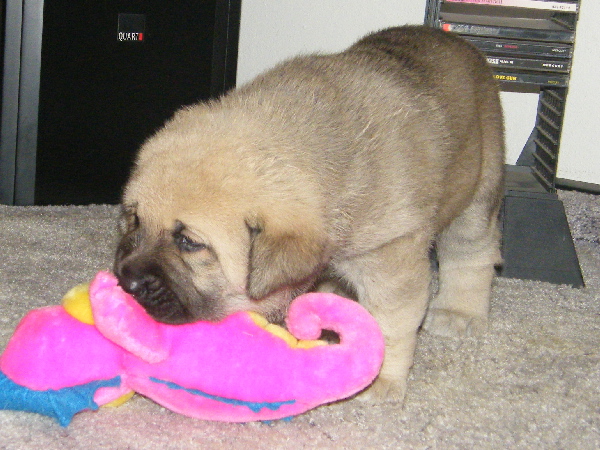 Female z Kraje Sokolu - 4weeks
Chanel Zaark Mastibe x Rodo De Valdejera
