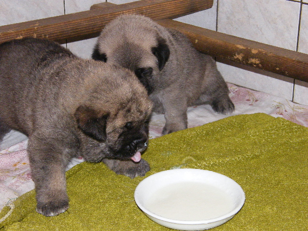 Male x Female 21days
Chanel Zaark Mastibe x Rodo de Valdejera
