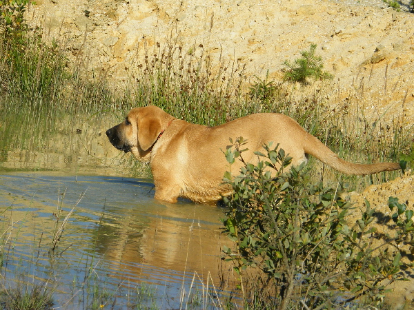 Kayla z Kraje Sokolu - 4 months
Feimi z Kraje Sokolu x Amigo Zeus Bis Mastibe
