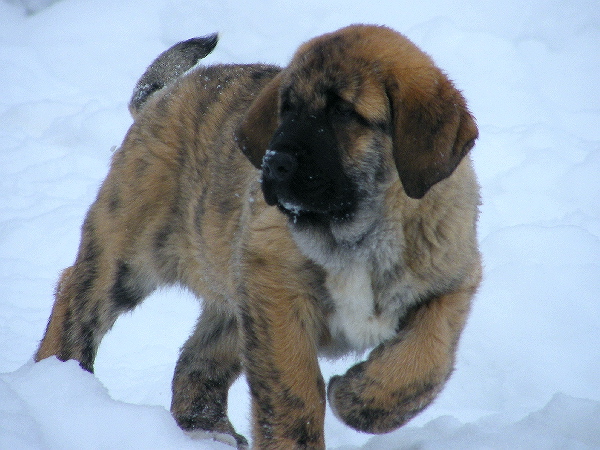 Lili z Kraje Sokolu - 10 weeks
Basil Mastifland x Chanel Zaark Mastibe
