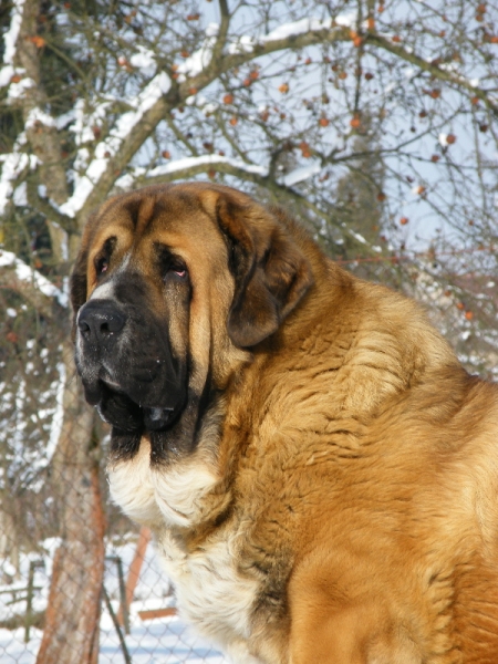 Ch.Aragon von Eisinger Land - 3 years
Ich.Arak z Kraje Sokolu x Luana von Haus vom Steraldted 

