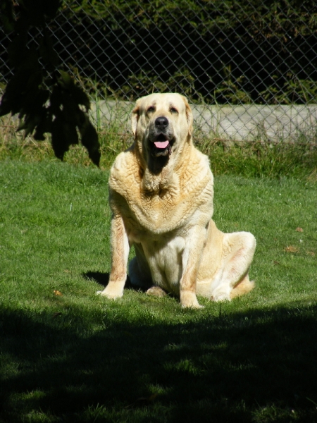 Clea z Kraje Sokolu - nearly 9 years
Charly de Valdejera x Aylen Z Kraje Sokolu 
